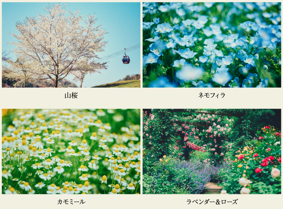 山桜・ネモフィラ・カモミール・ラベンダー＆ローズ