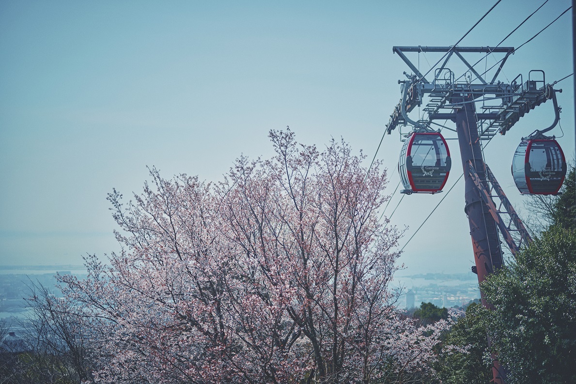 山桜_3月下旬-4月中旬RW50_Z9A4699