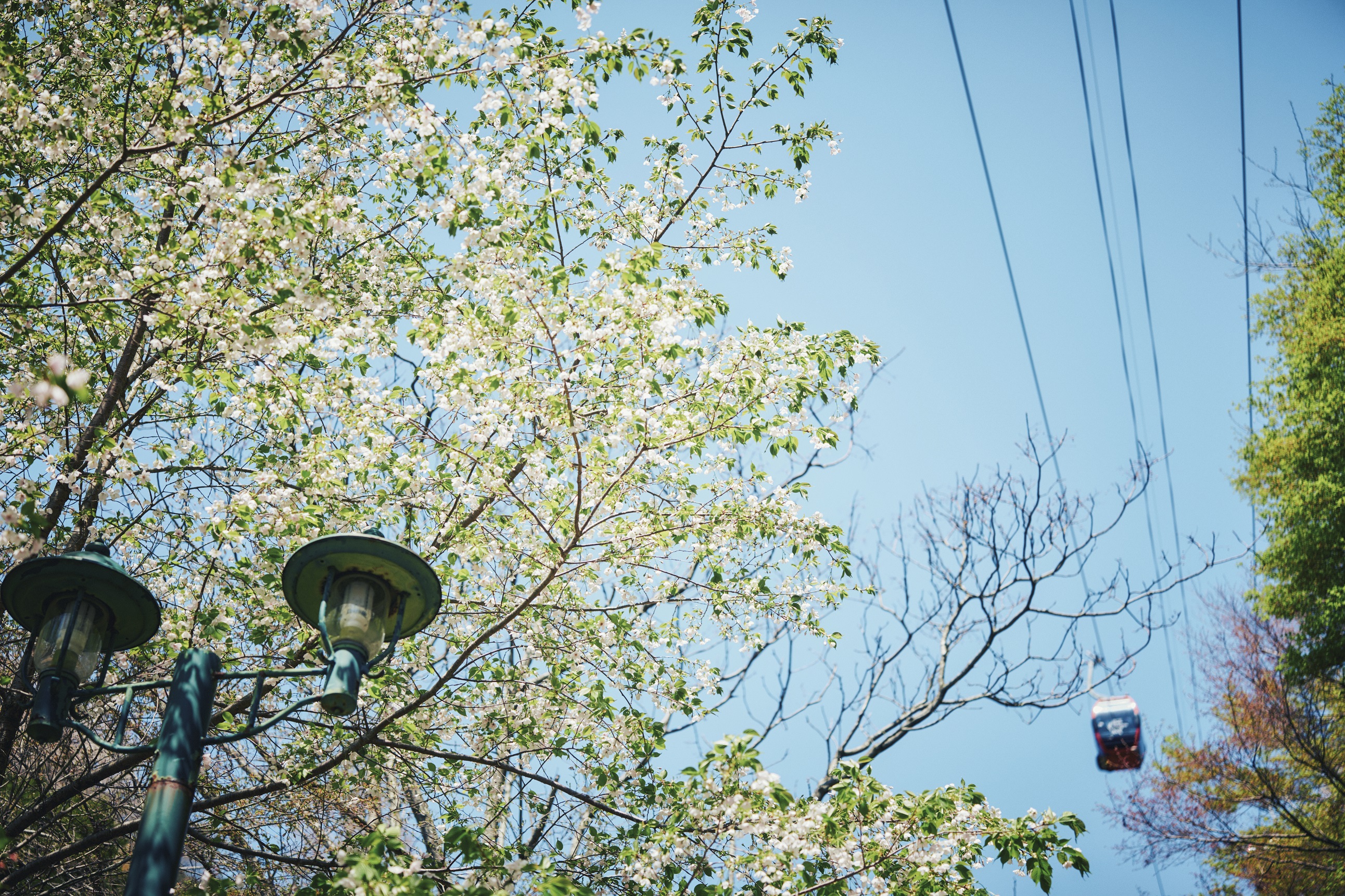 山桜_3月下旬-4月中旬_ロープウェイ50L1000484