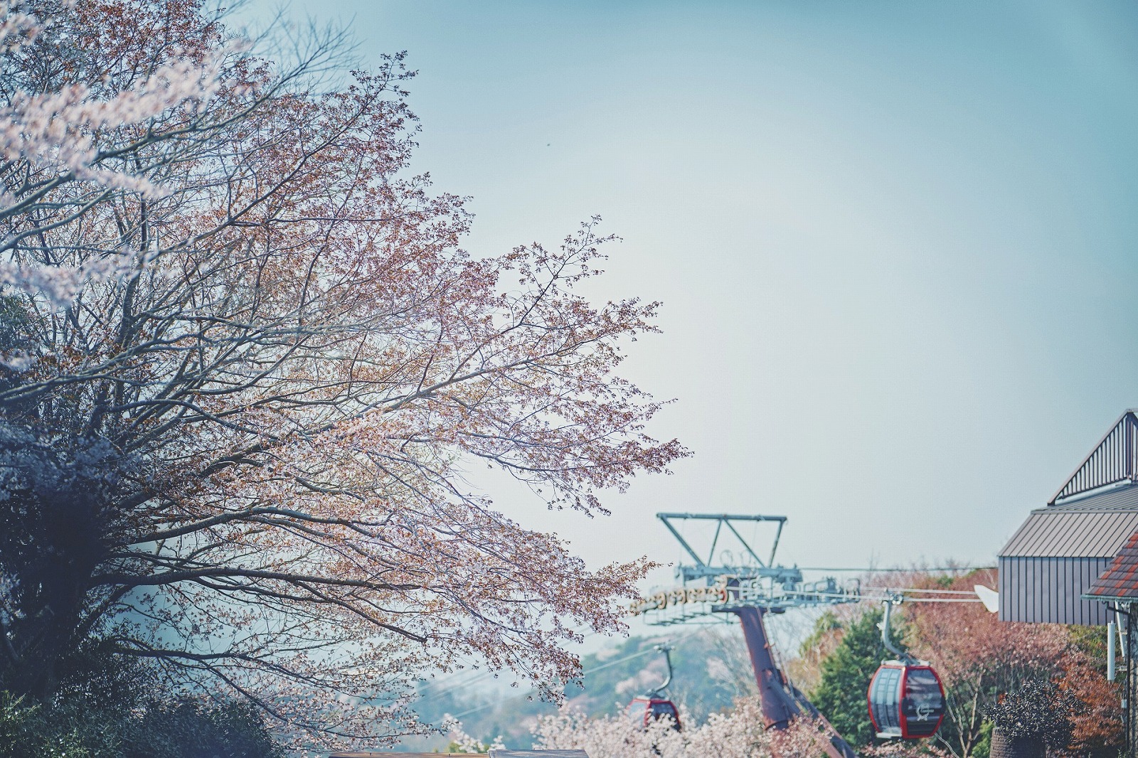 山桜_3月下旬-4月中旬40_Z9A4657