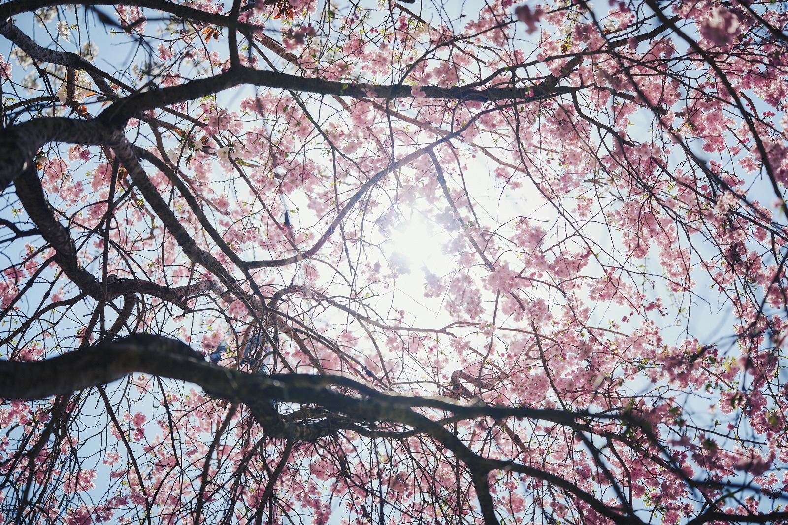枝垂桜_L1000474