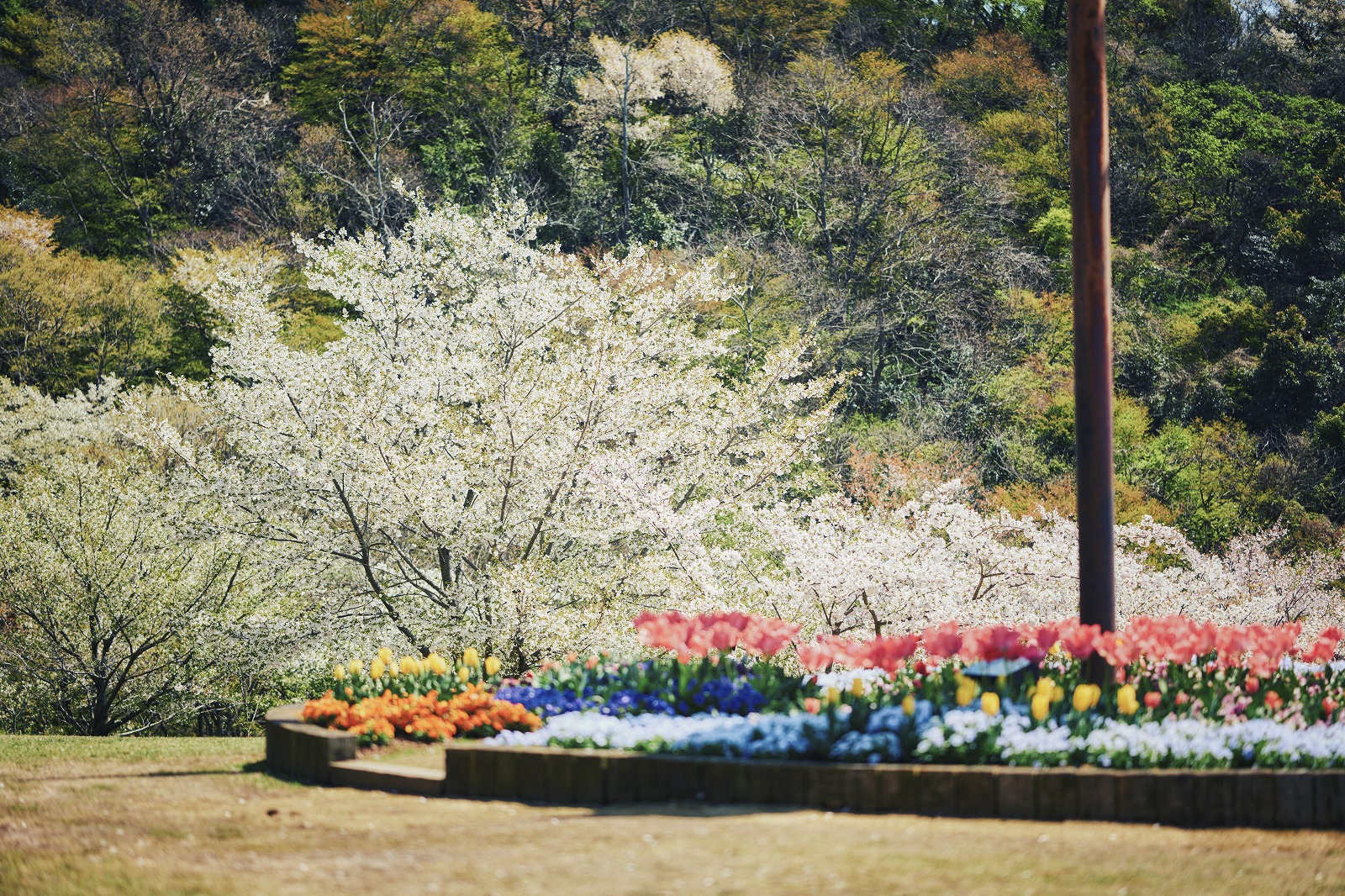 山桜_3月下旬-4月中旬_L1000500