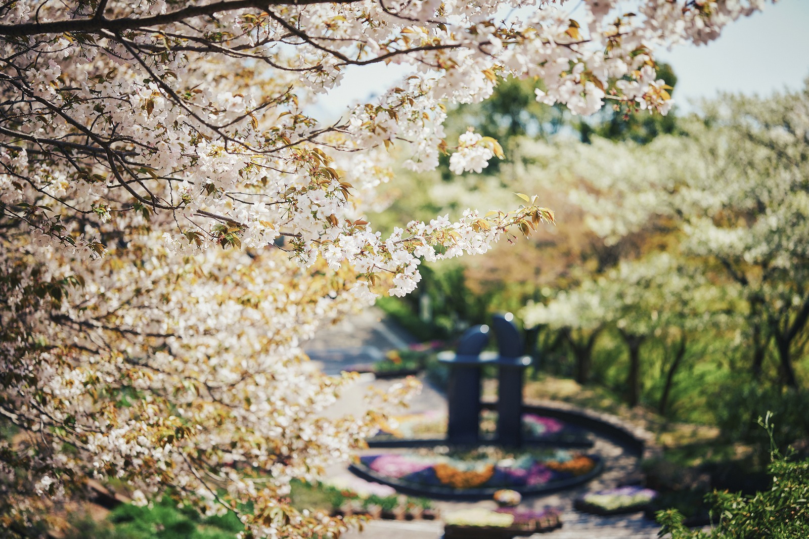 山桜_3月下旬-4月中旬_L1000566
