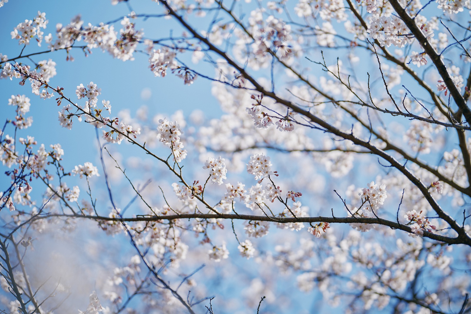 山桜_3月下旬-4月中旬_NK0214