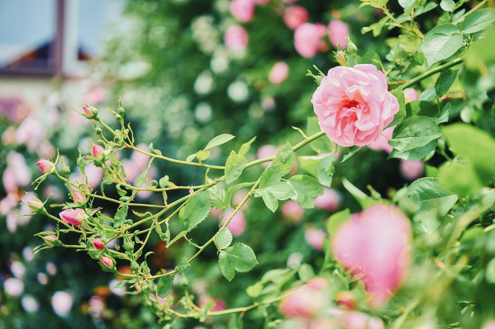 ローズ_5月中旬-6月下旬_10月上旬-11月上旬L1010708