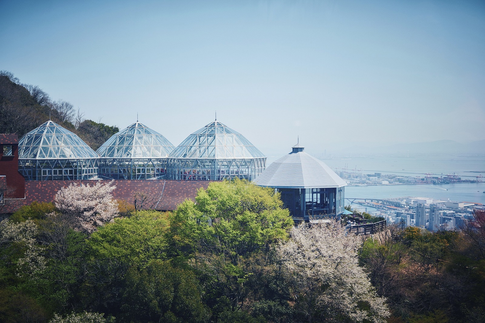山桜_3月下旬-4月中旬_RW50_L1000542