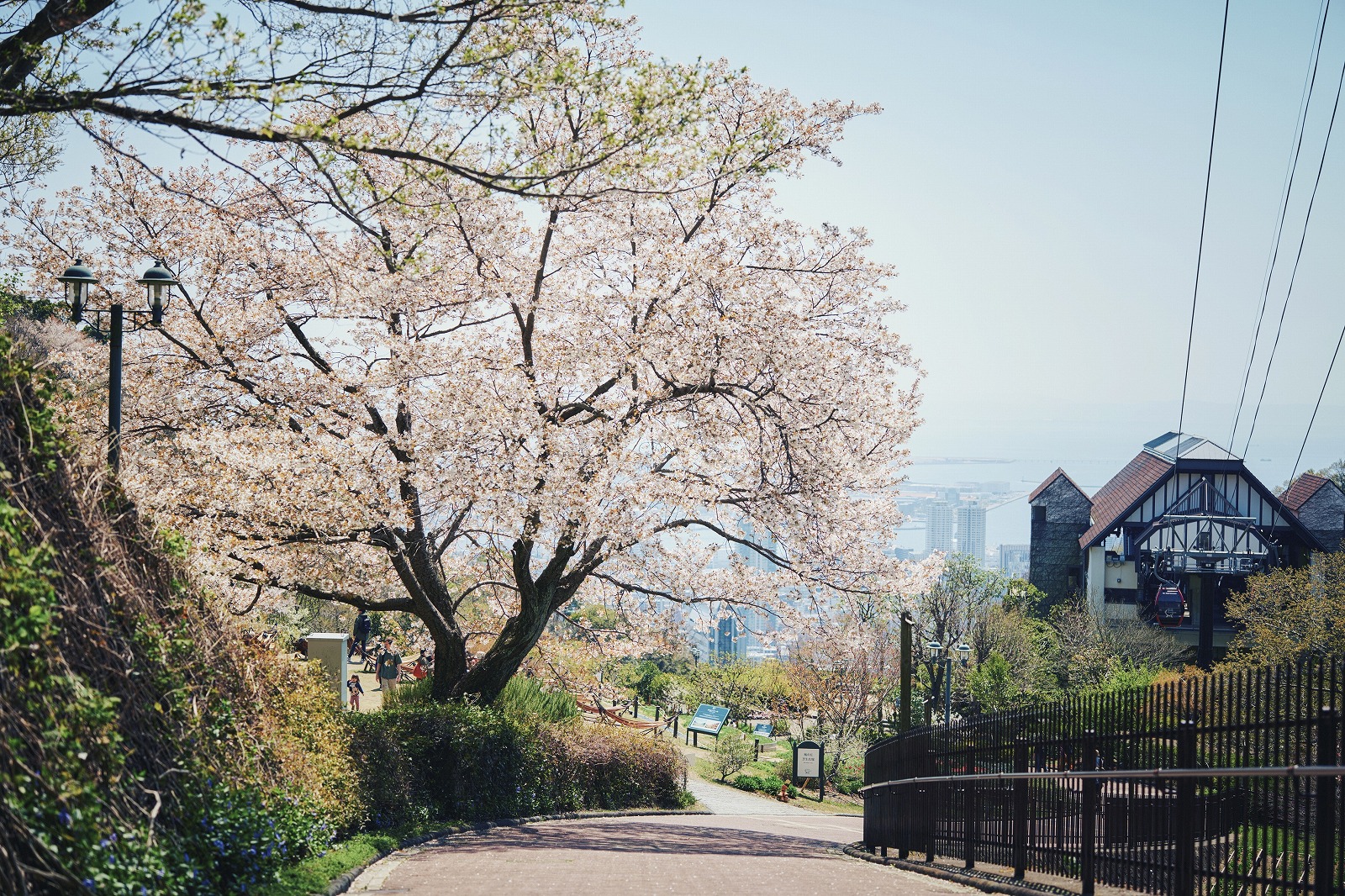 山桜_3月下旬-4月中旬70_L1000492