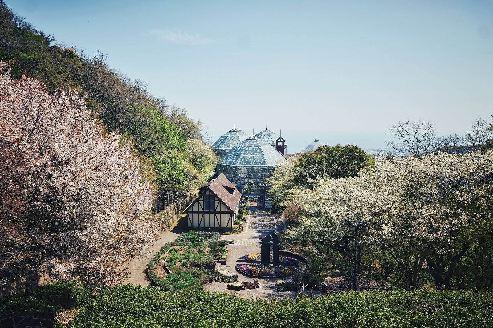 山桜_3月下旬-4月中旬50_L1000555