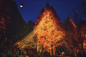 森のクリスマスツリー_L1140778