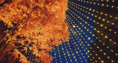 11/8-12/25 高さ25ｍ、夜空にそびえる「森のクリスマスツリー」