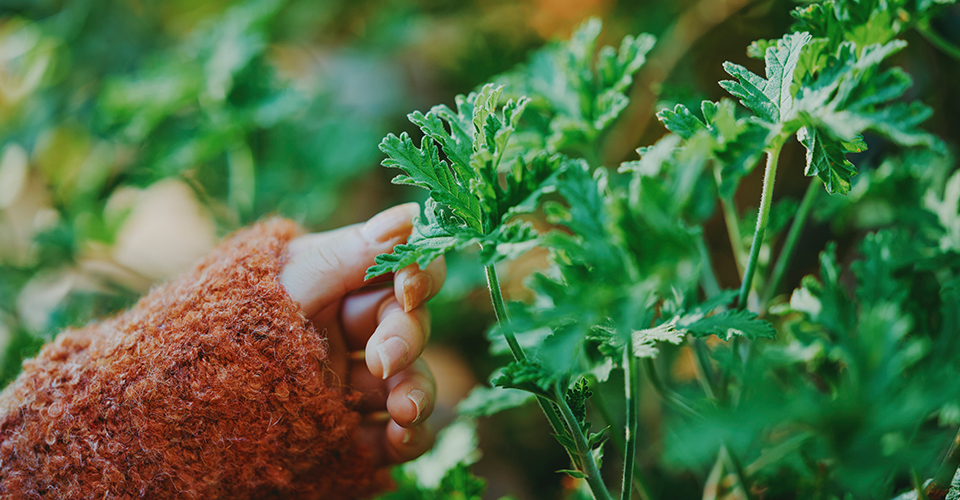 ハーブガイドツアー