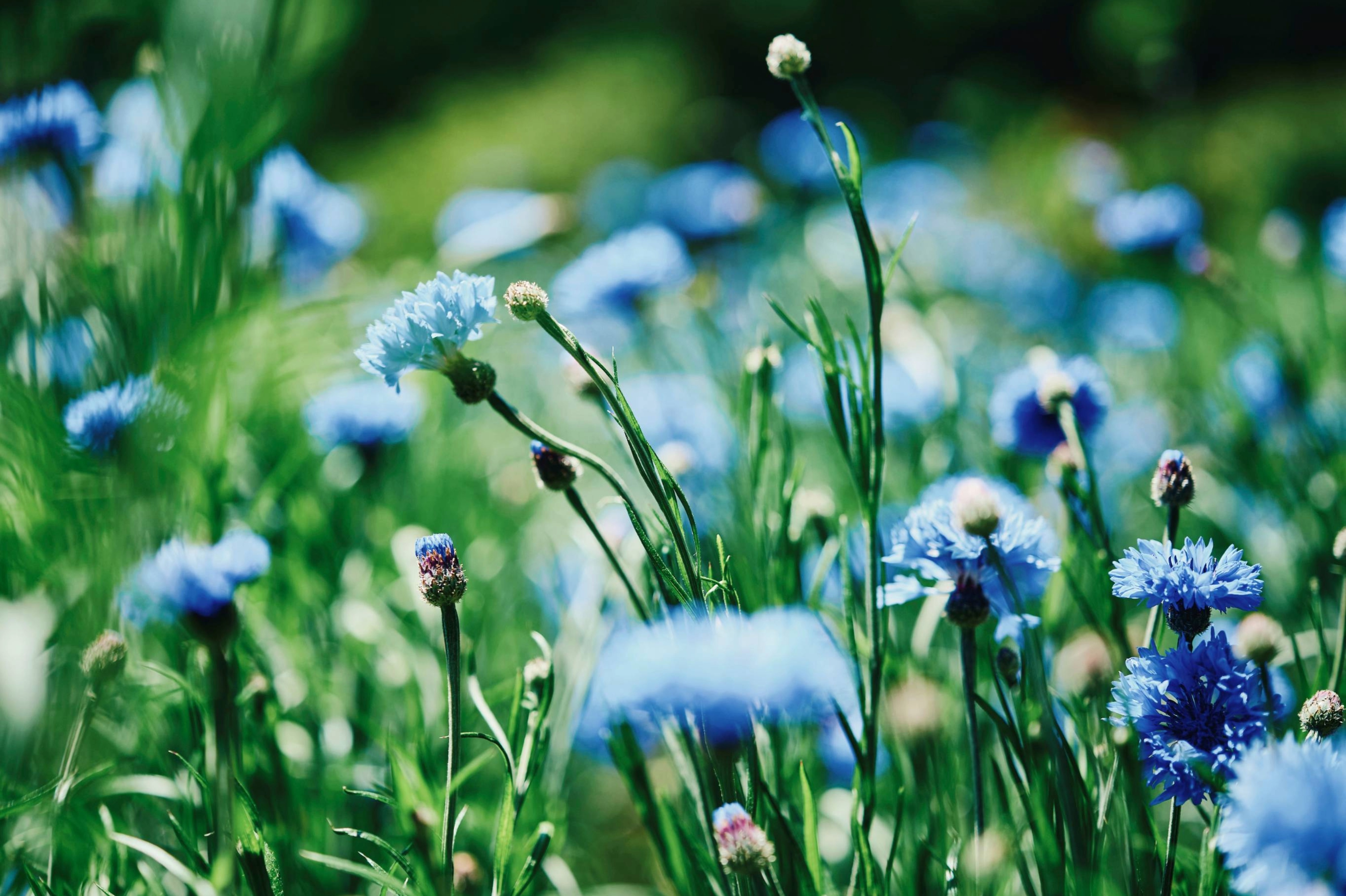 コーンフラワー47593169_PLX_3221