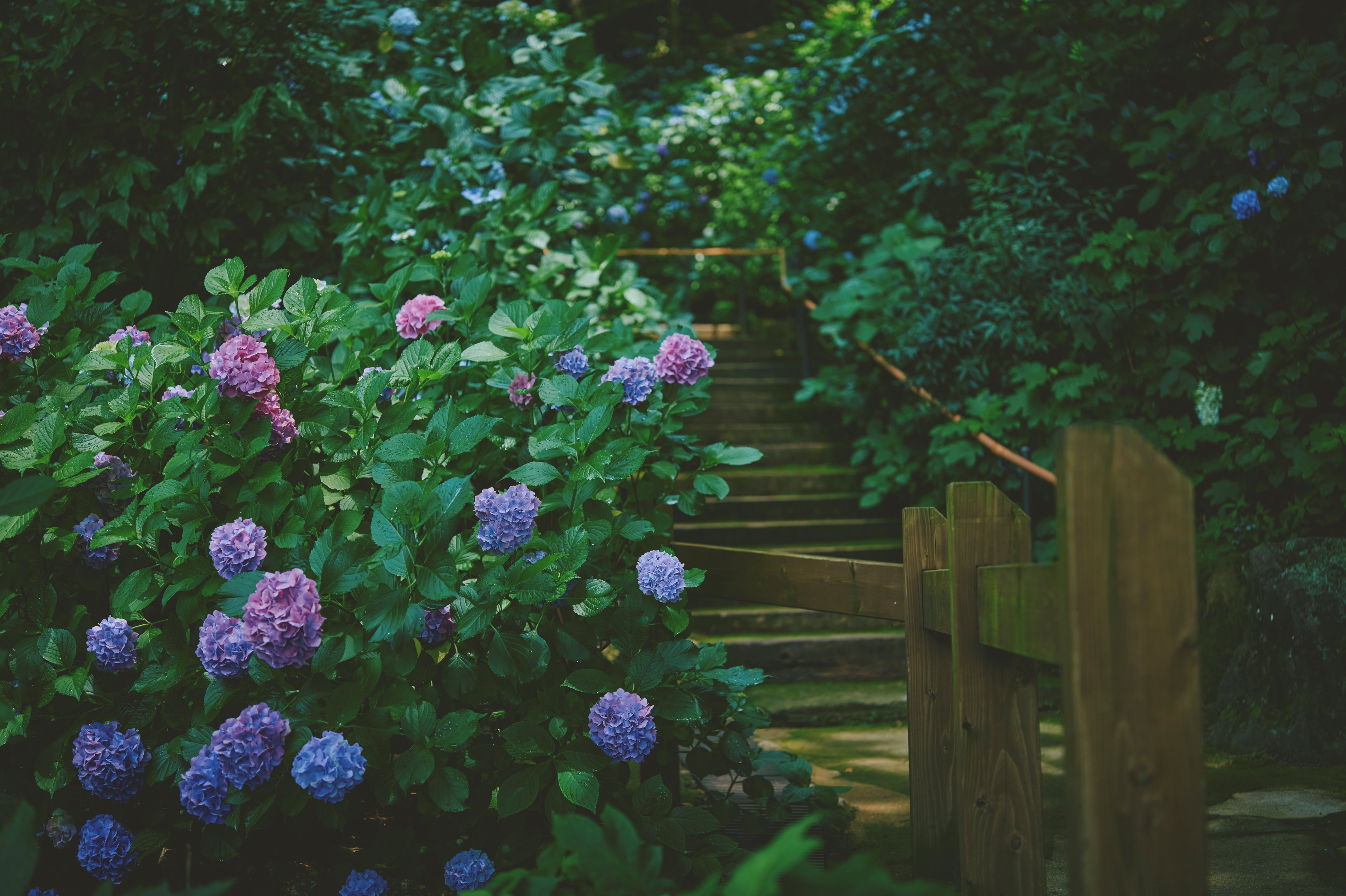 アジサイ__LX_0777