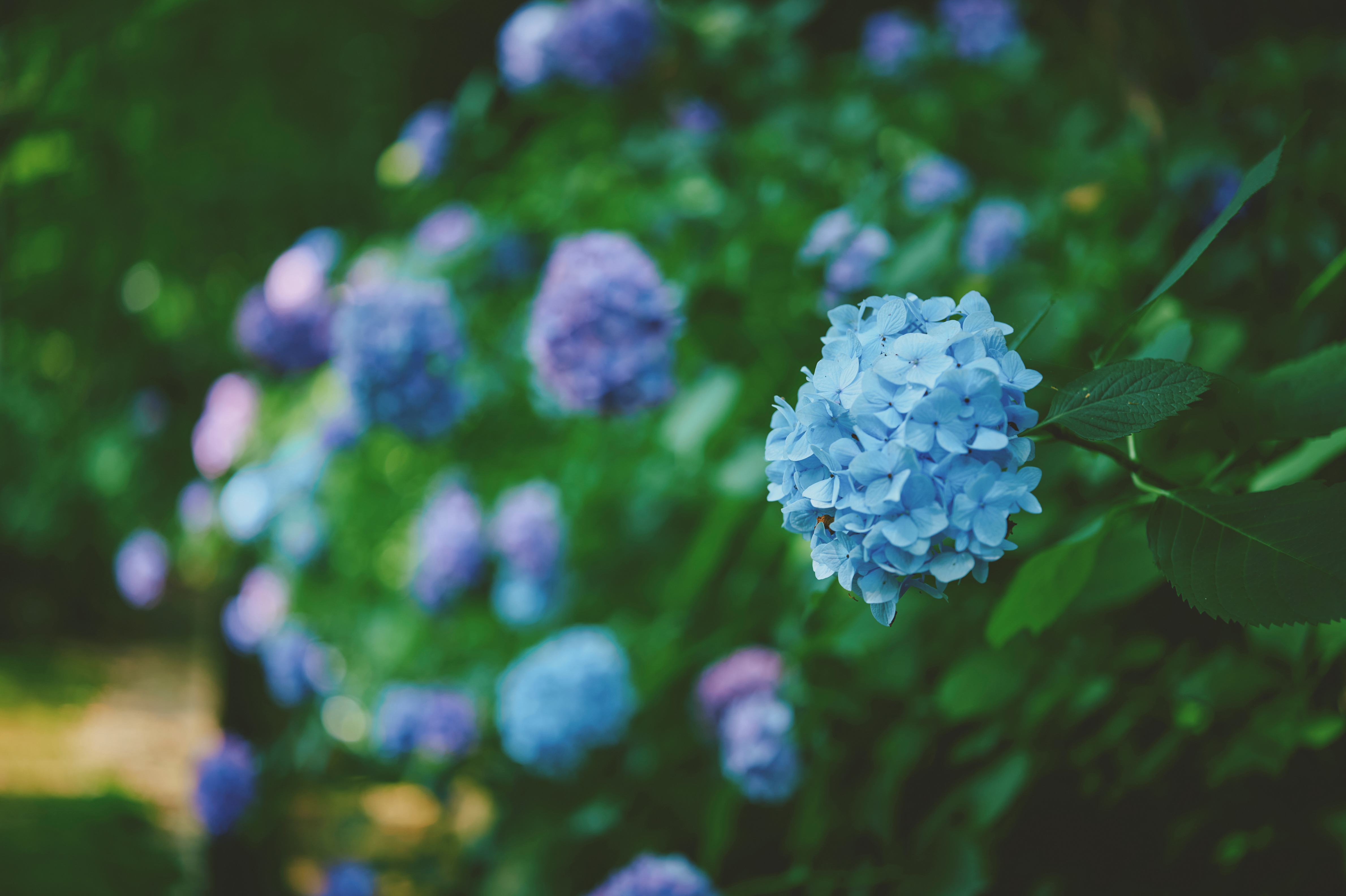 アジサイ_LX_0882