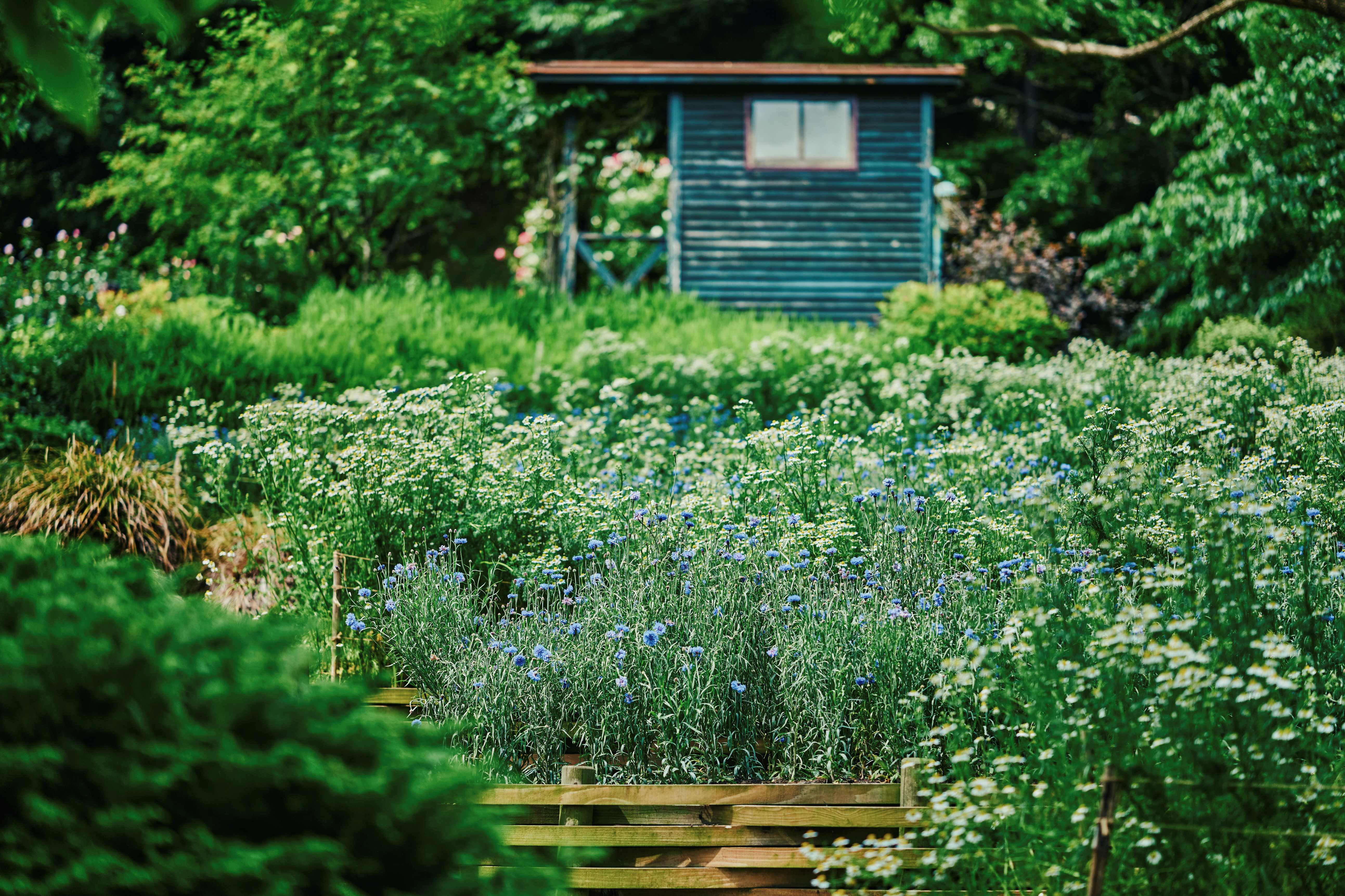 カモミール_四季の庭_LX_5606