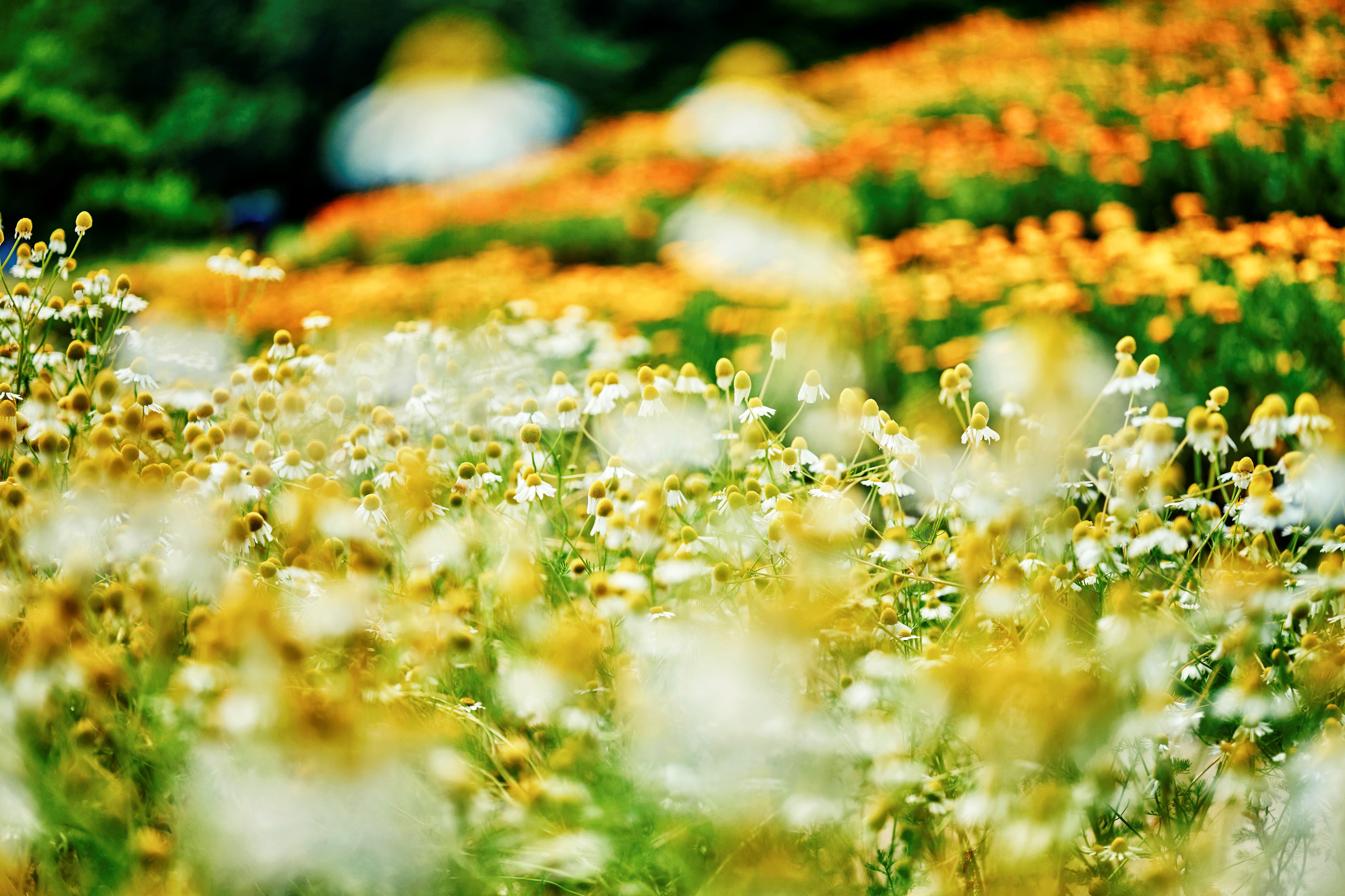 ポットマリーゴールド_カモミール_LX_5626