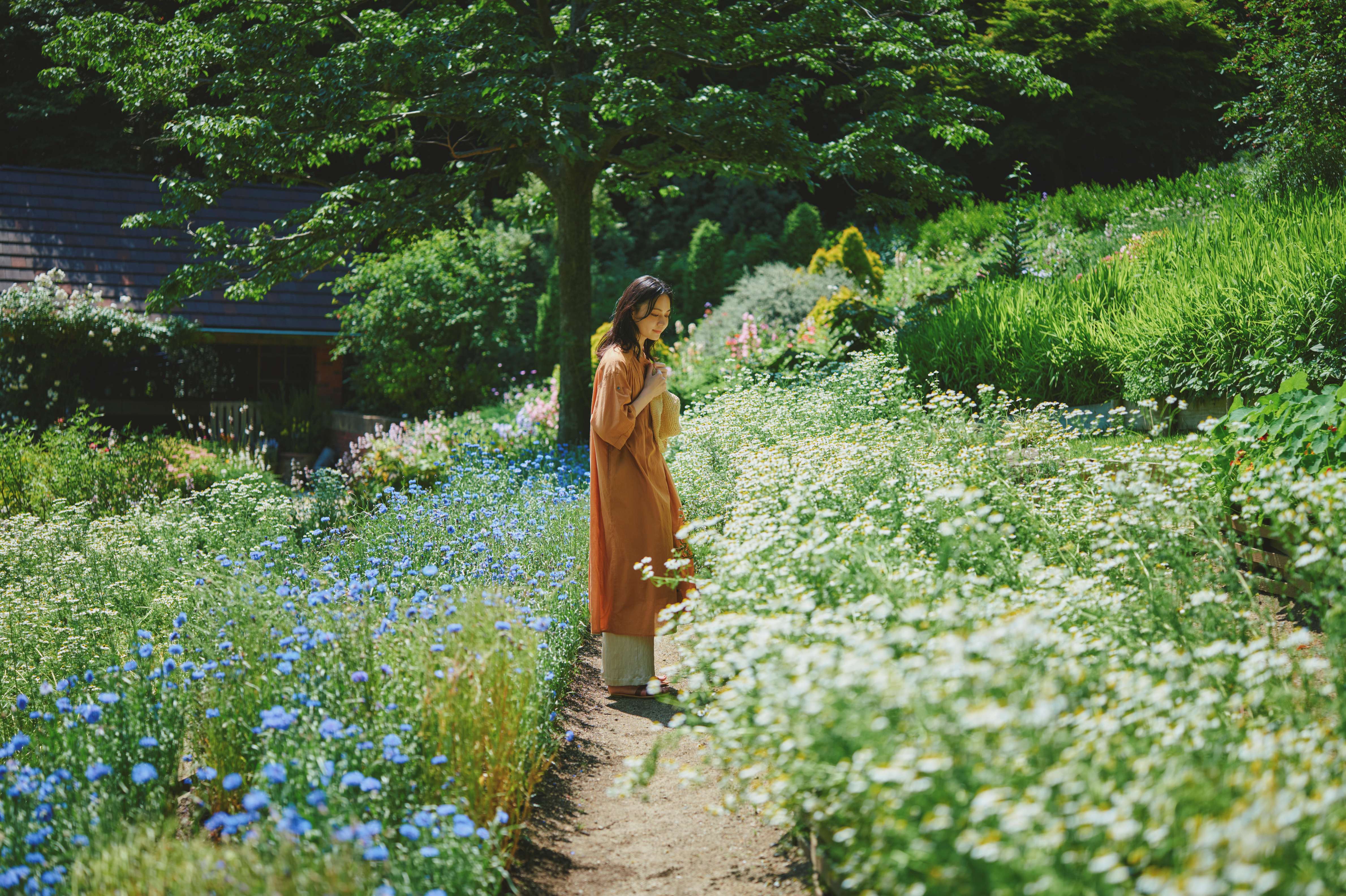 カモミール_四季の庭_LX_7824