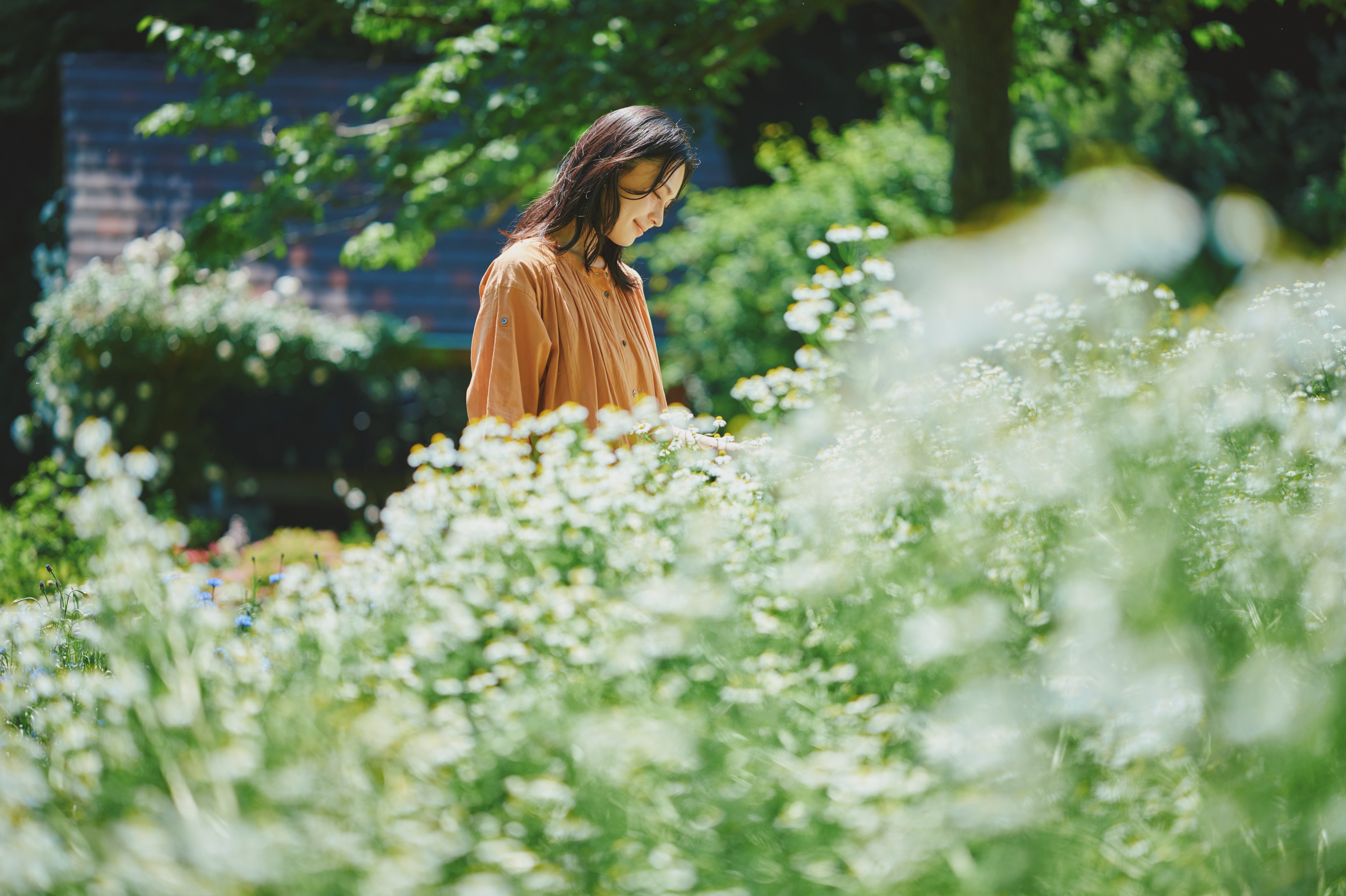 カモミール_四季の庭_LX_7826