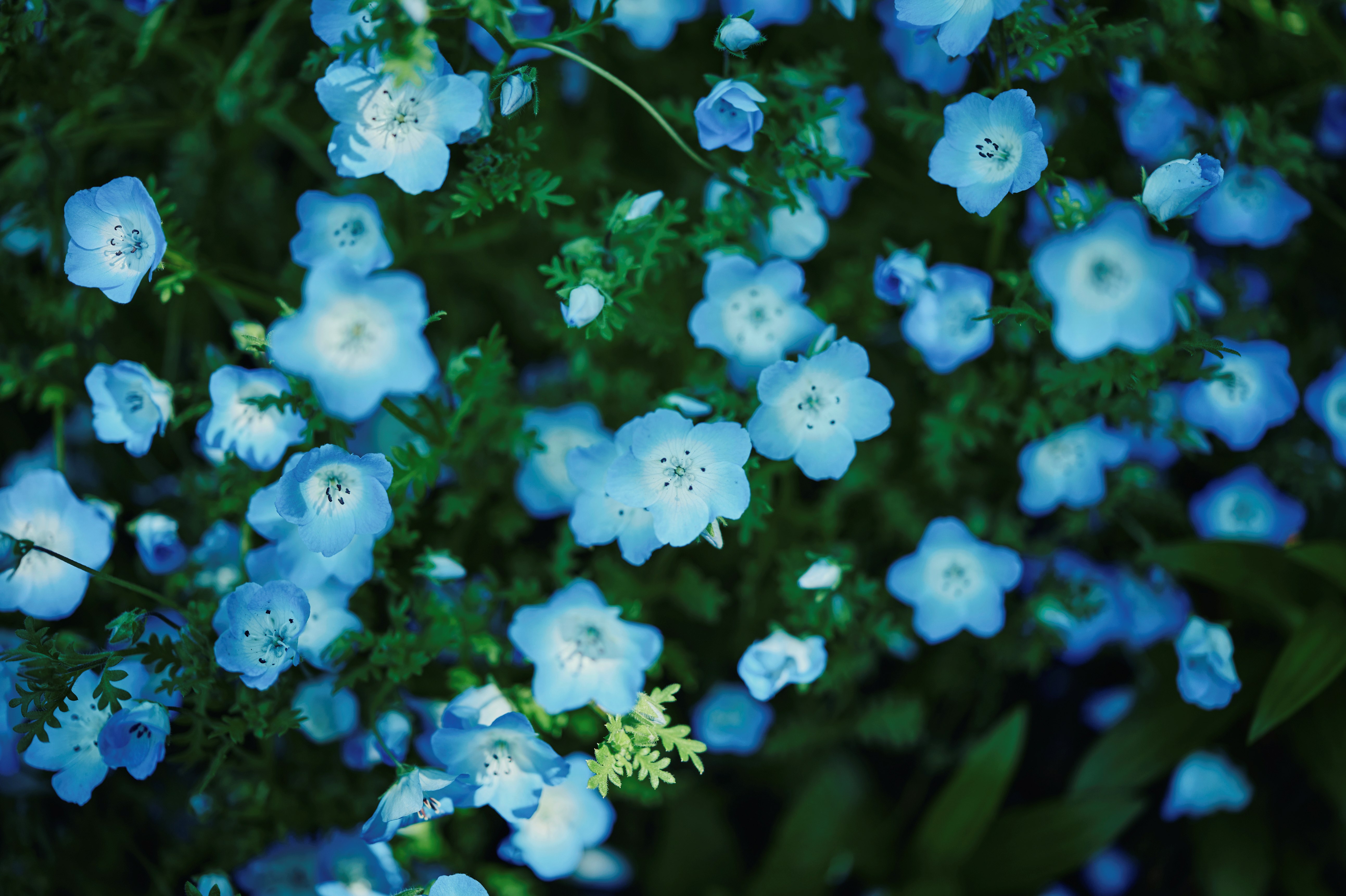 ネモフィラ_PLX_2988