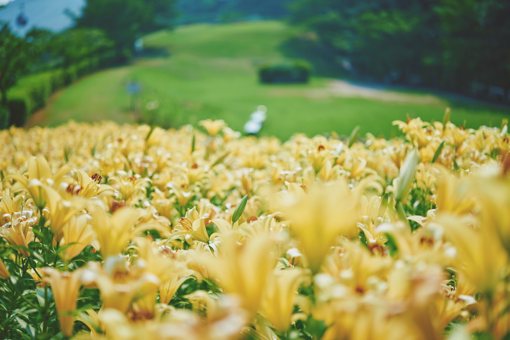 ユリ_6月下旬-7月下旬1500_LX_0996