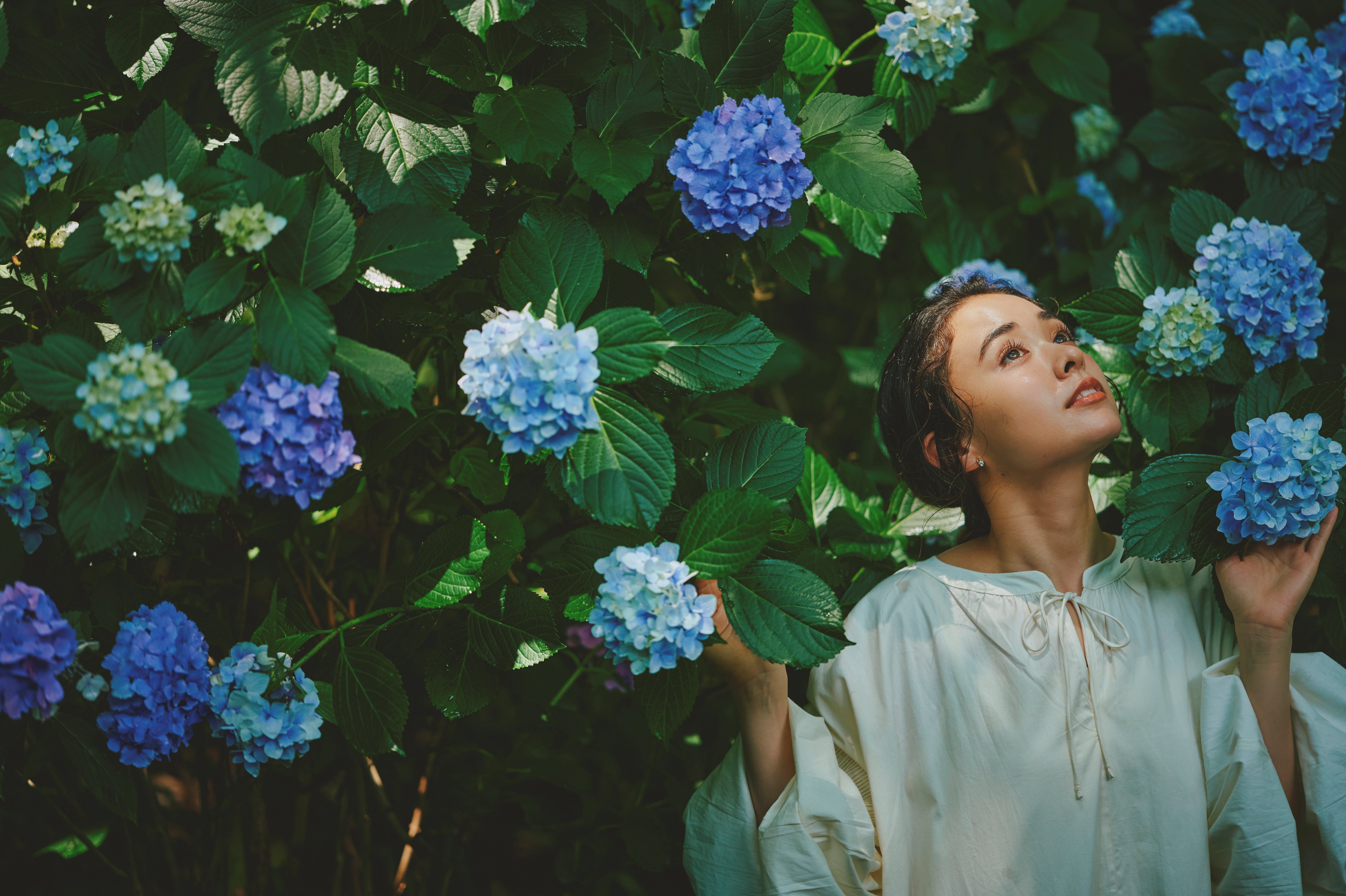 アジサイ_LX_0736