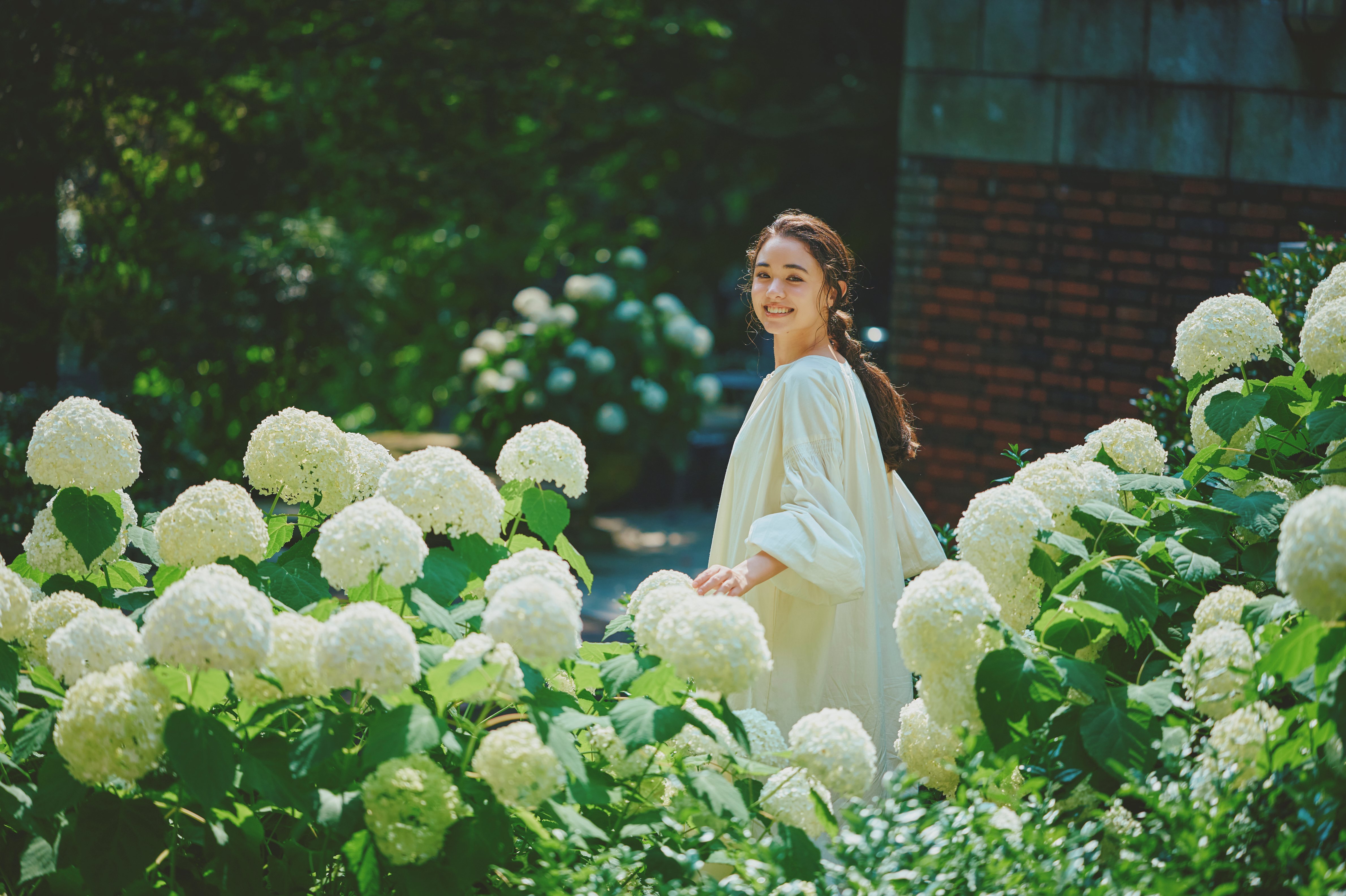 アジサイ_LX_0968