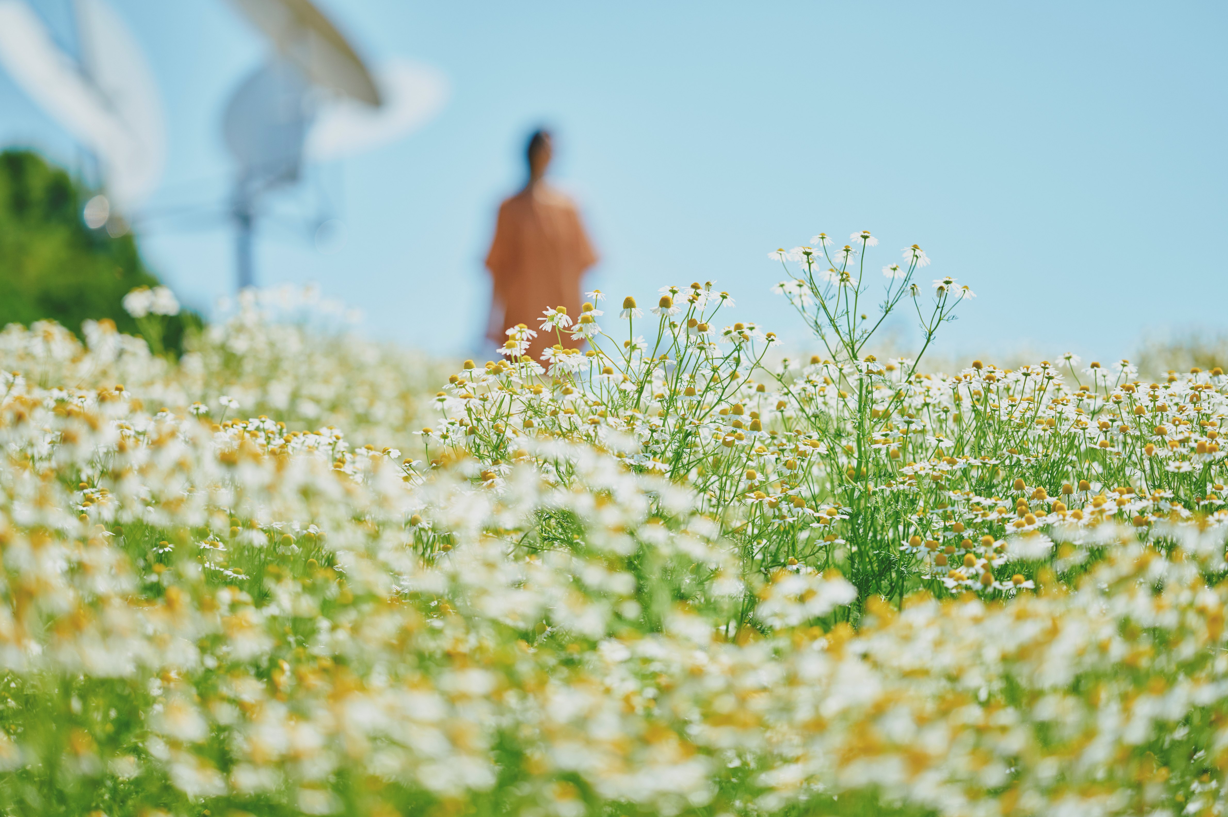 カモミール_LX_7447