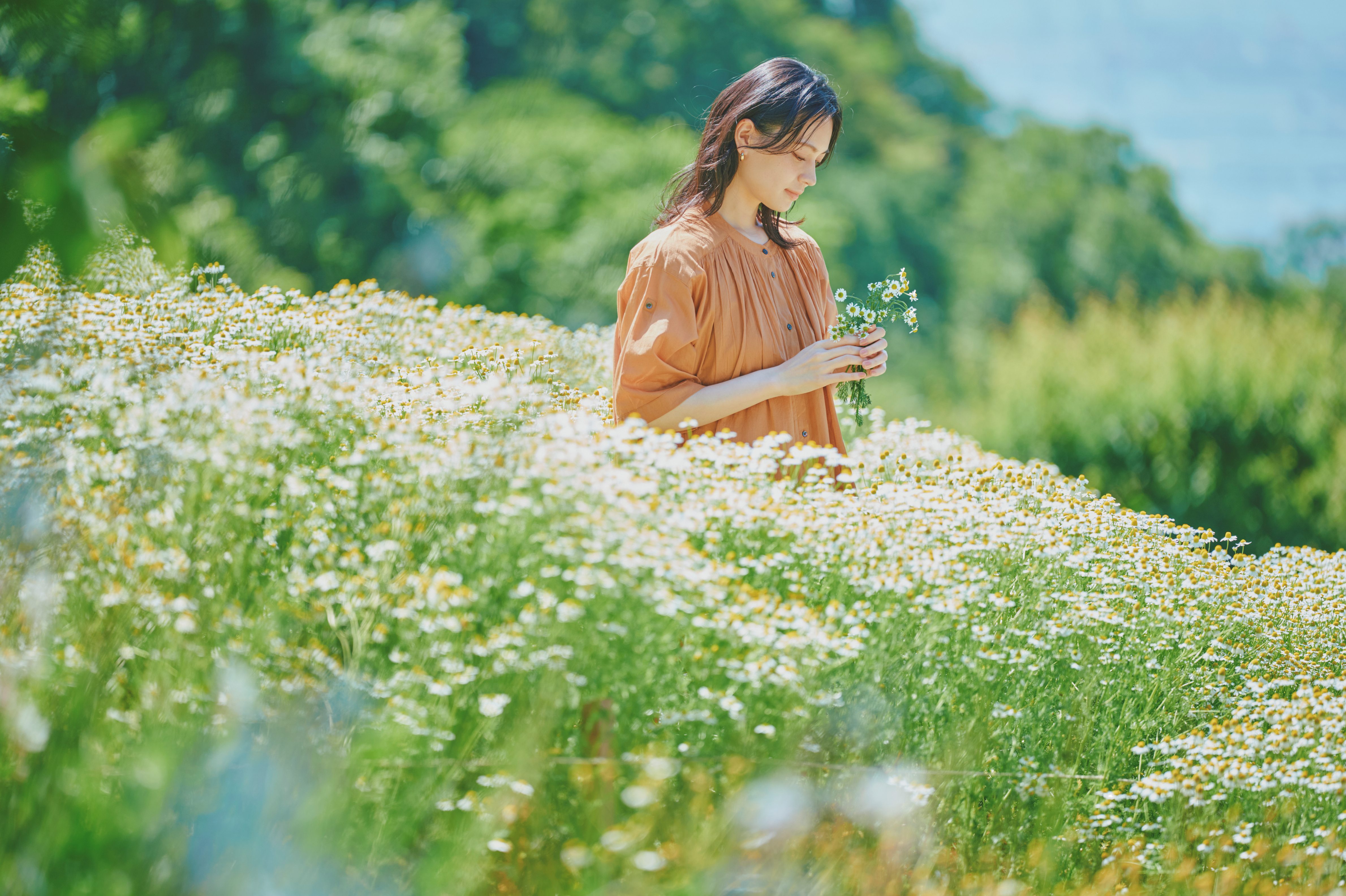 風の丘フラワー園_カモミール_LX_7472
