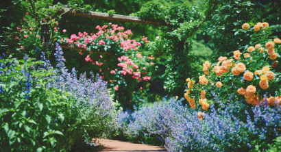 5/9-7/5「Lavender & Rose Fair 2026-ハーブガーデン最盛期-」