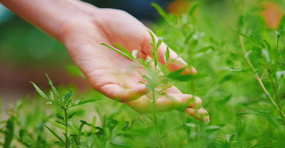 ふれて楽しむフレッシュハーブ イメージ