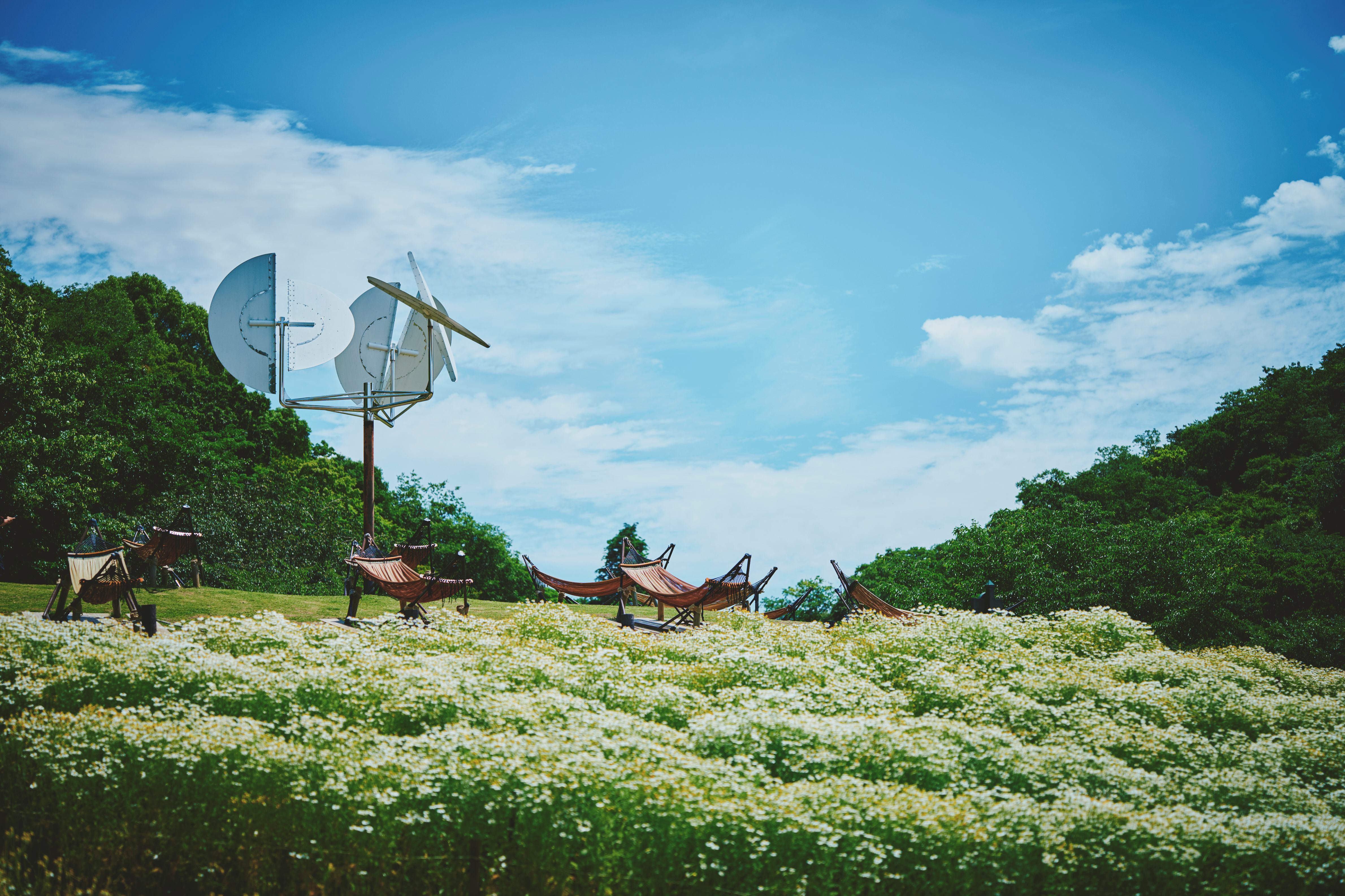 カモミール_ハンモック_LX_8659