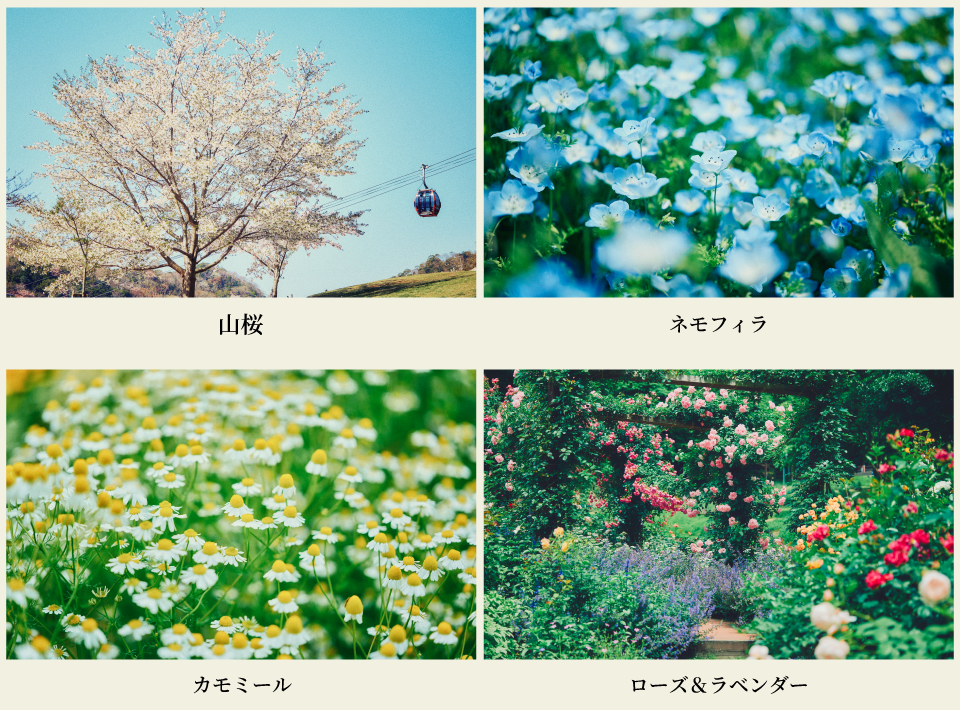 山桜・ネモフィラ・カモミール・ラベンダー&ローズ