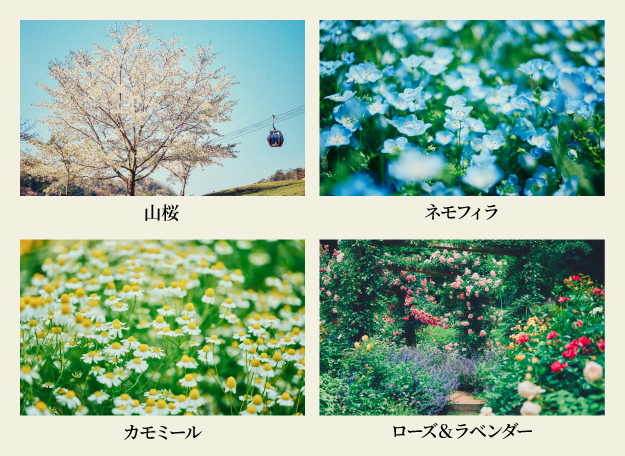 山桜・ネモフィラ・カモミール・ラベンダー&ローズ