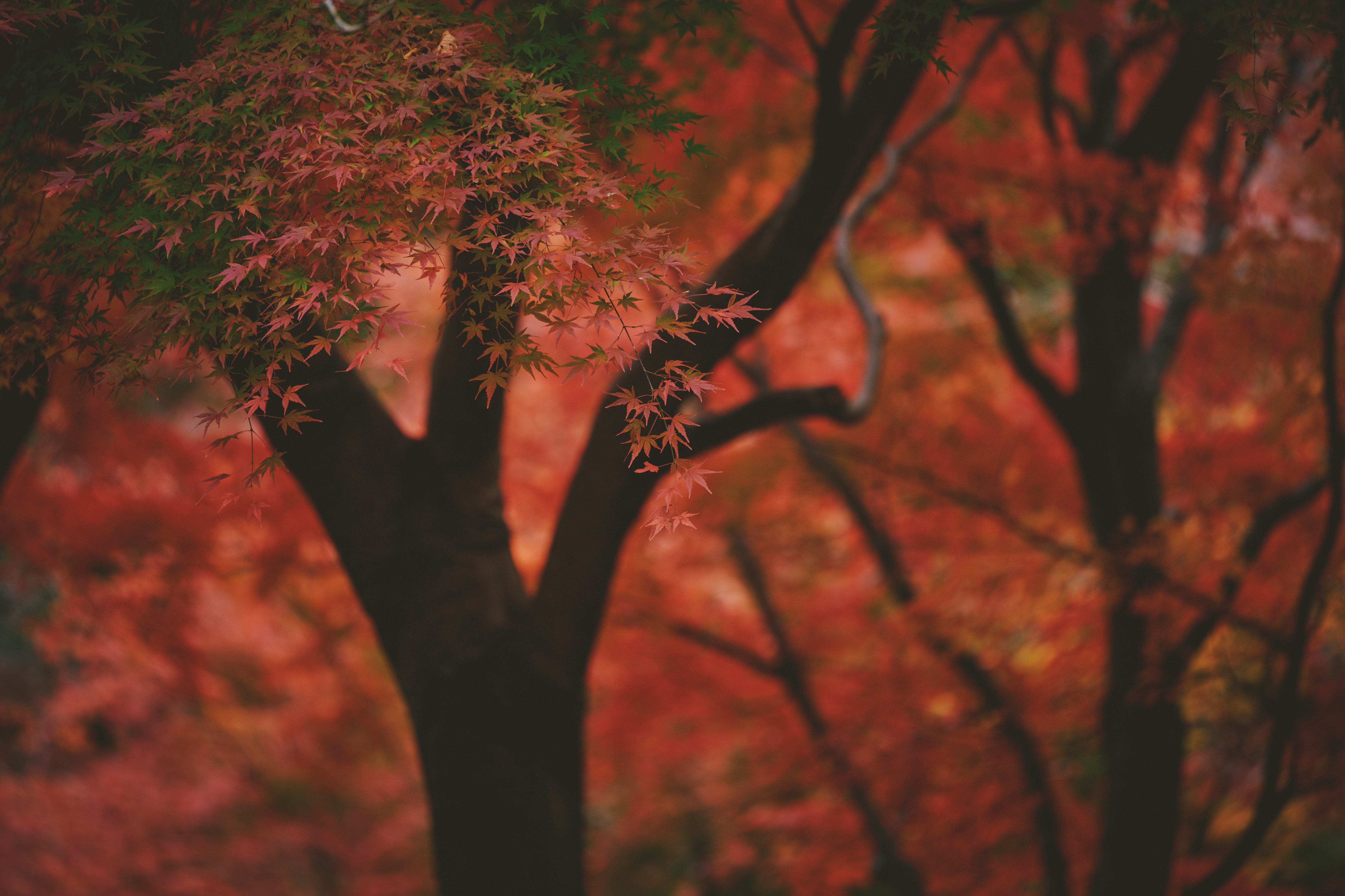 布引の紅葉_LXA9730