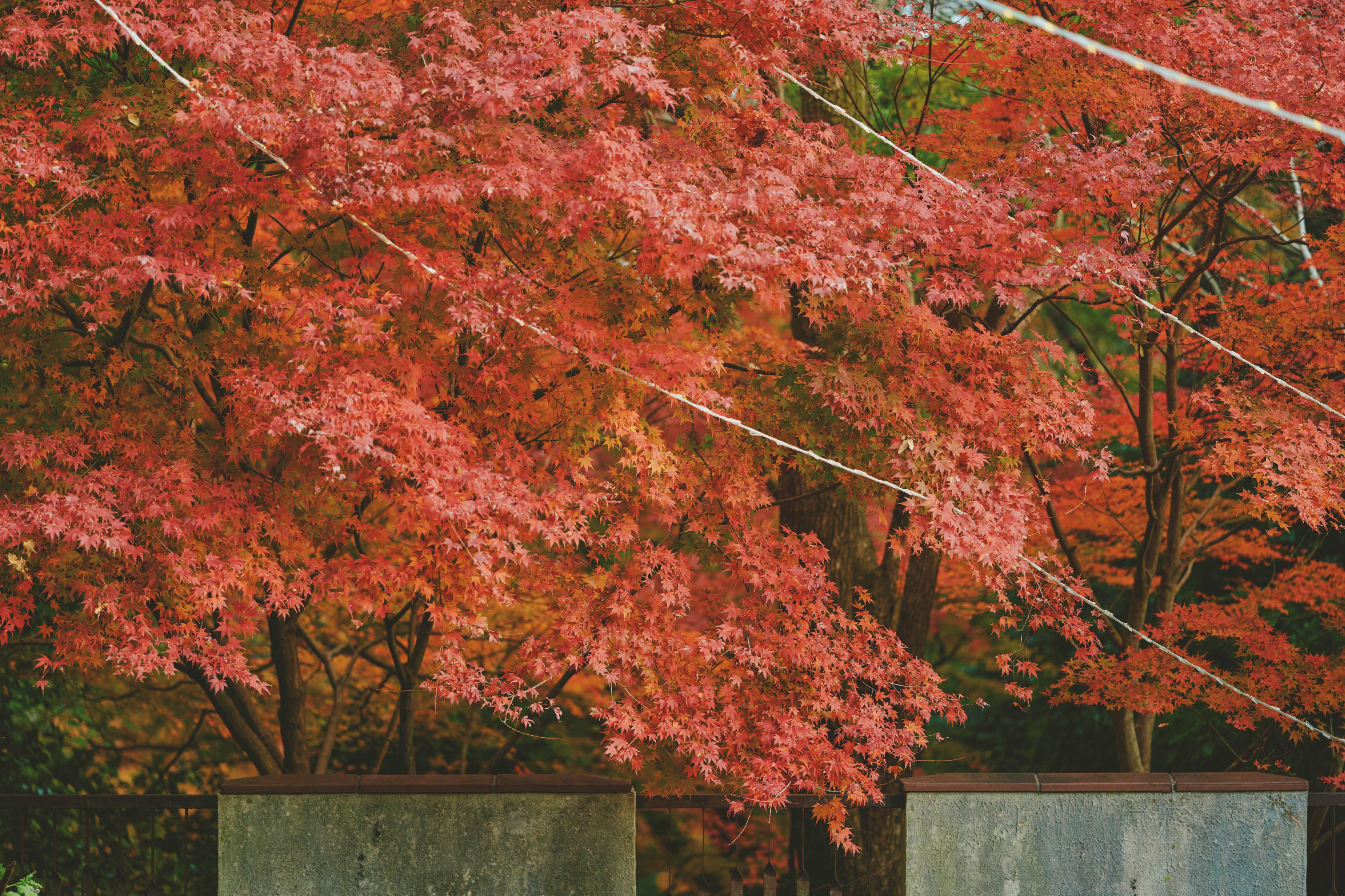 布引の紅葉_LXE0078