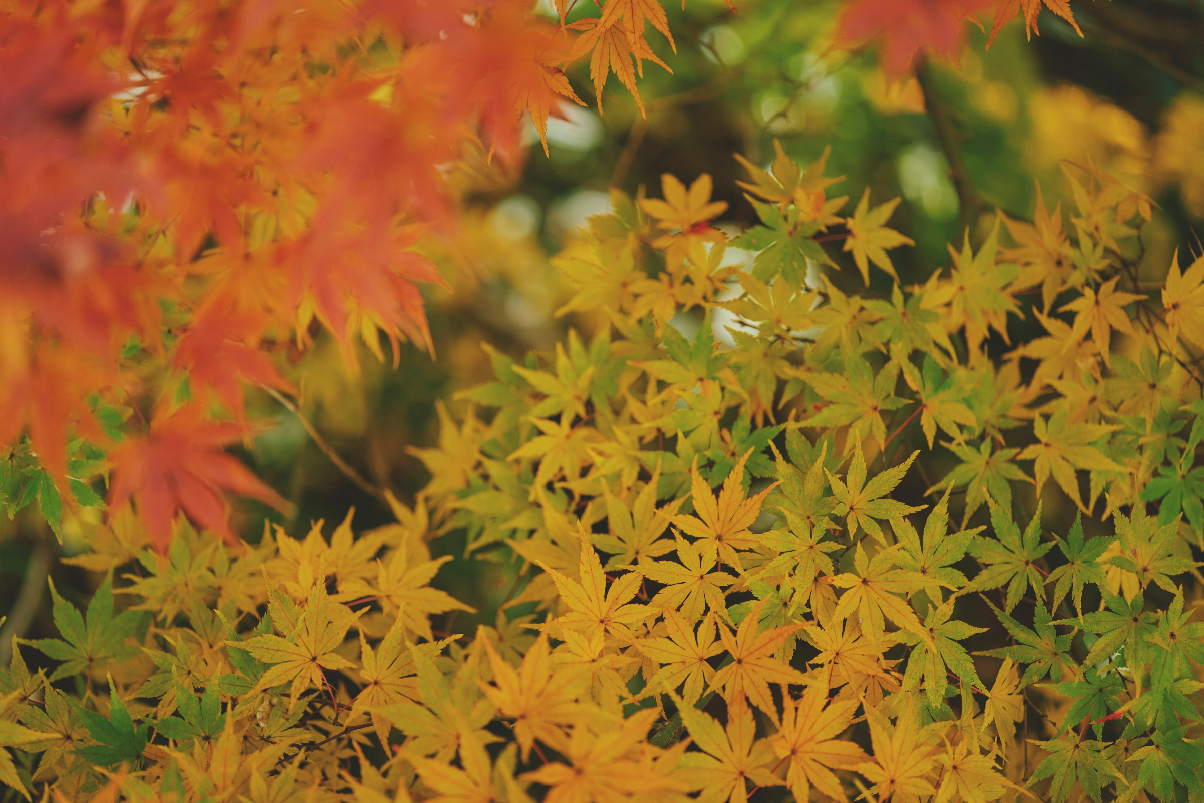 布引の紅葉_LXE0099