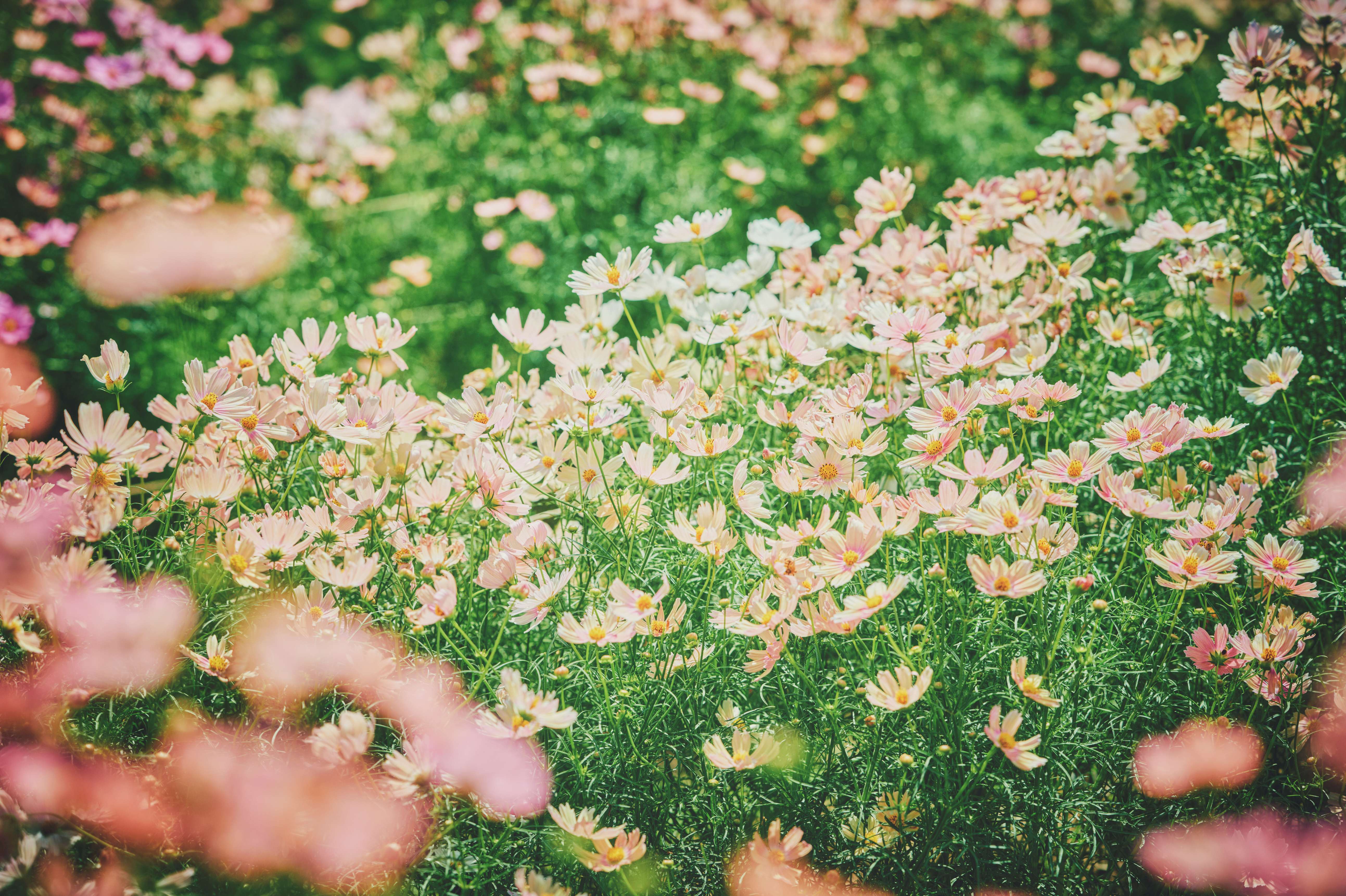 コスモス