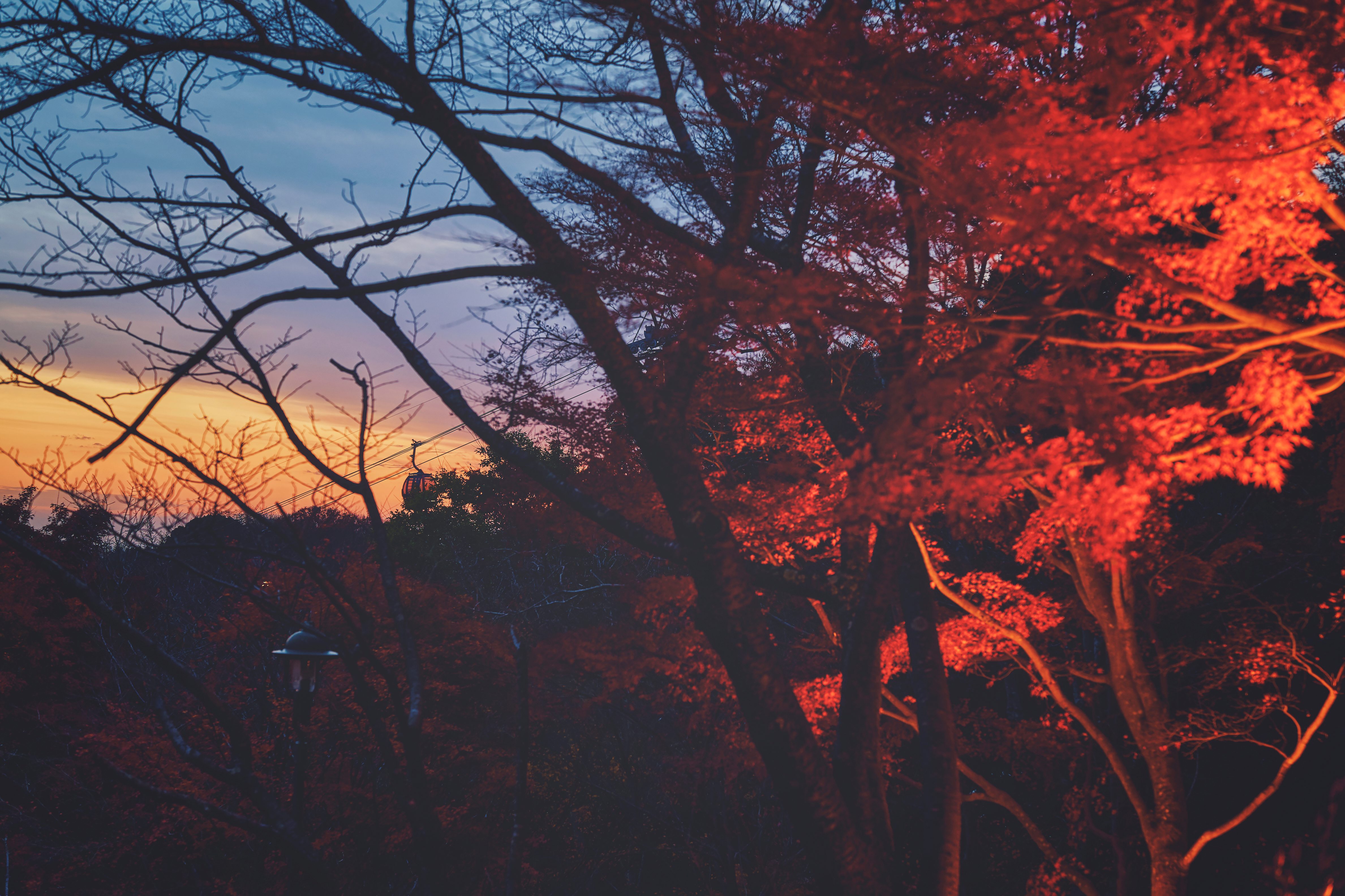 紅葉ライトアップ_S120191