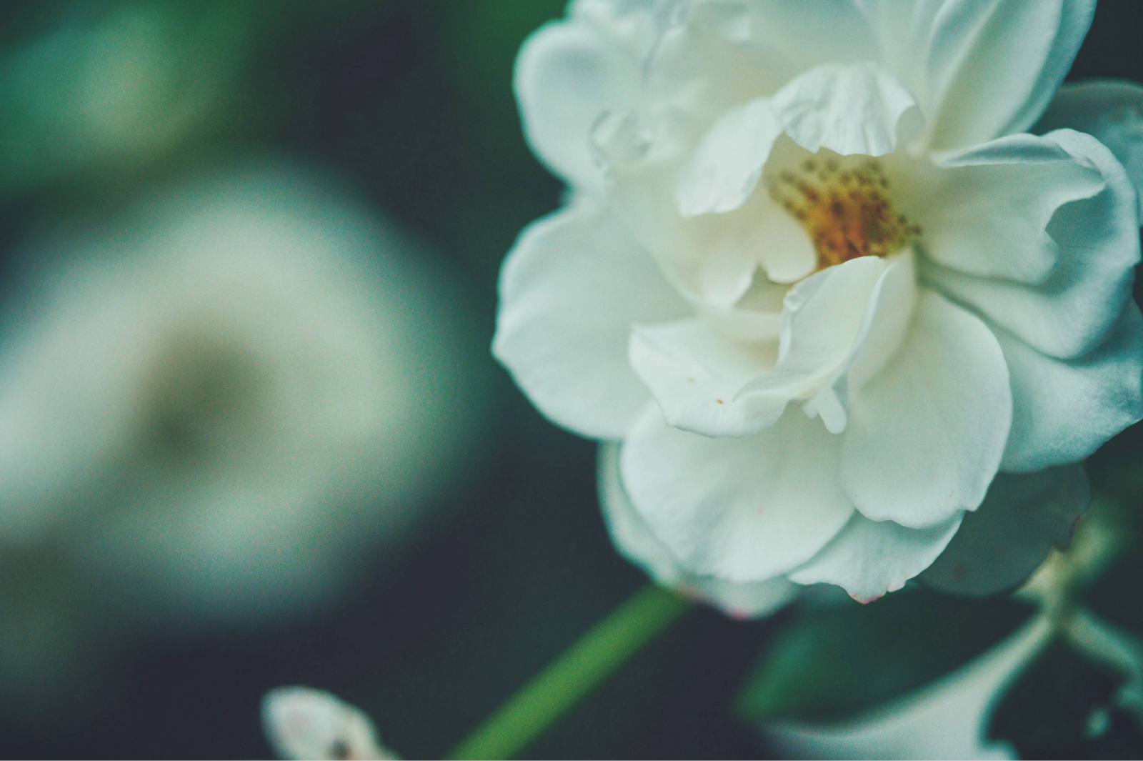 _LXB4873_ローズ16001064
